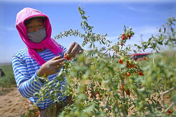                    头茬枸杞摘期提前19天，价略高于往年