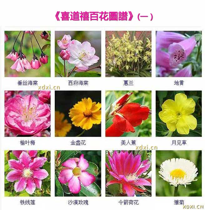                     【百花圖譜】